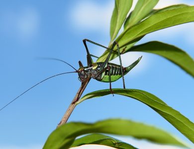 wart biter bush cricket 6661900 960 720 – Cricket: Ought to The Toss Be Tossed Away? – The Digital Boy
