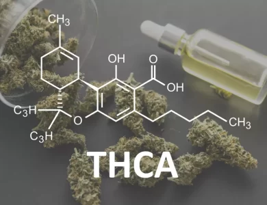 THCA NOCAP 1 jpg.webp – Understanding THCA: A Complete Overview – The Digital Boy