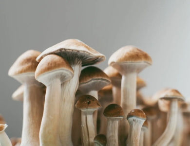 How can you smoke mushrooms – Can you smoke Mushrooms- Complete Guide – The Digital Boy